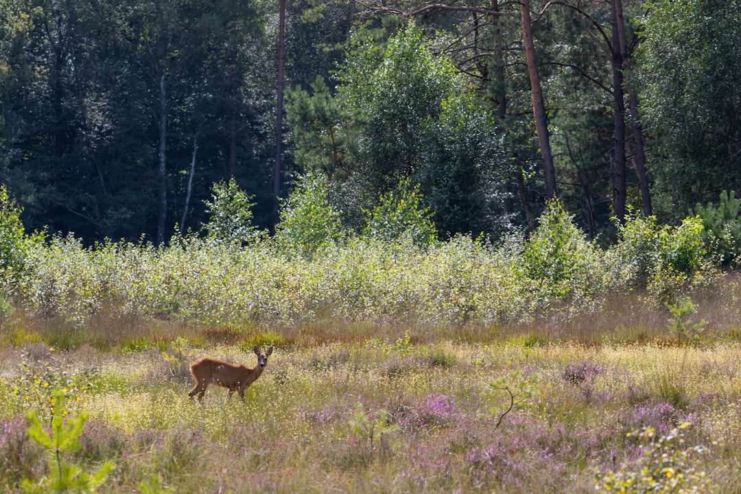 Europe’s Conservation Policies Face Impact and Challenges