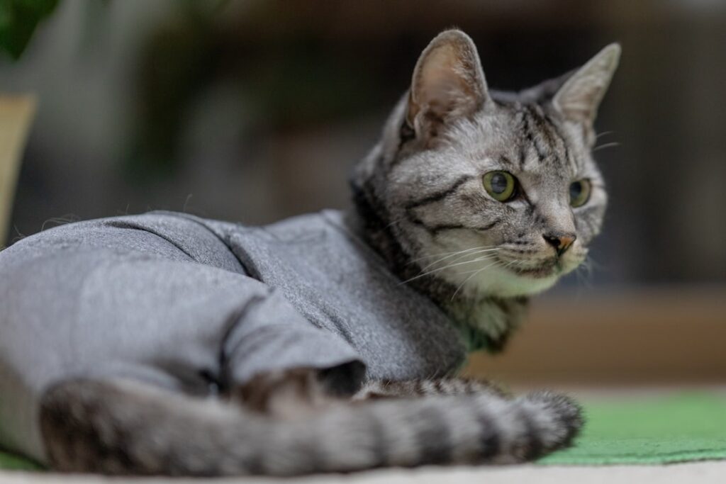 Lily Launches Custom Clothing Brand Amid Full-Time Job