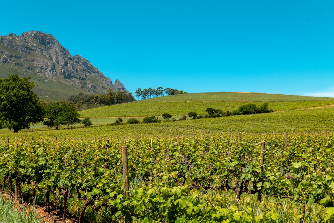 South African Wine Estates Attract Global Investment