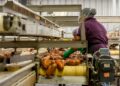 AI‑Driven Digital Twins Reshape Food Manufacturing: From Quality Defects to Career Capital