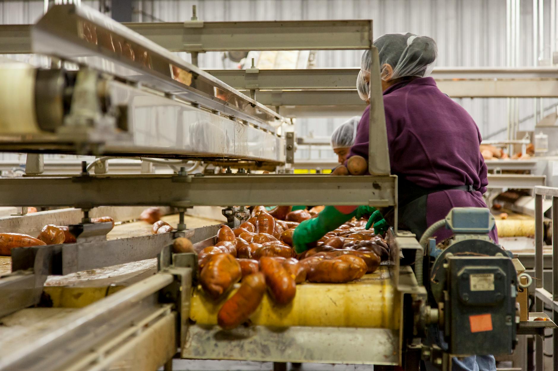 AI‑Driven Digital Twins Reshape Food Manufacturing: From Quality Defects to Career Capital