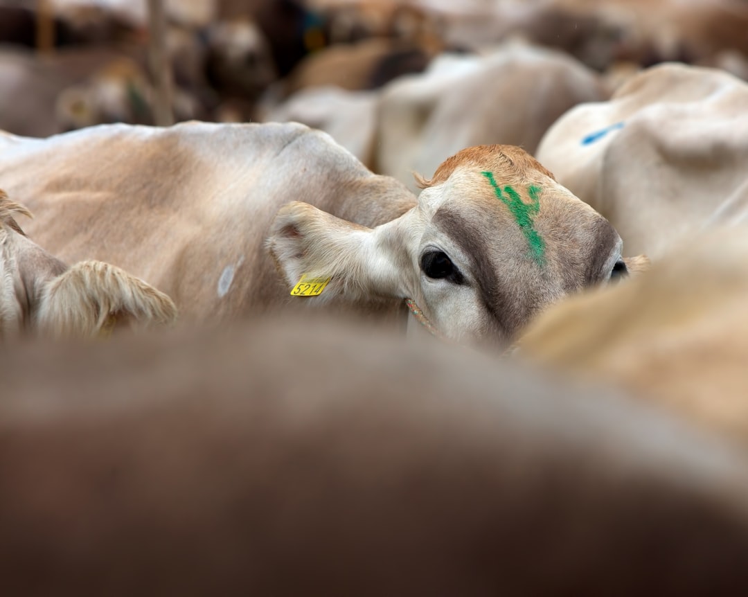 Fertiliser shortages will have ‘dramatic’ effect on global food prices, warns farming boss
