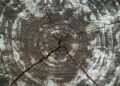 Biomimicry’s Structural Leap: How Nature‑Inspired Design Is Redefining Climate‑Resilient Architecture