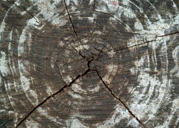 Biomimicry’s Structural Leap: How Nature‑Inspired Design Is Redefining Climate‑Resilient Architecture