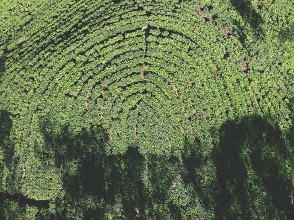 ESG Disclosure as a Market‑Value Lever: Structural Pathways from Reputation to Capital