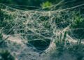 ESG Disclosure’s Hidden Toll: How Mandatory Reporting Reshapes the SME Landscape