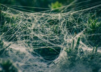 ESG Disclosure’s Hidden Toll: How Mandatory Reporting Reshapes the SME Landscape
