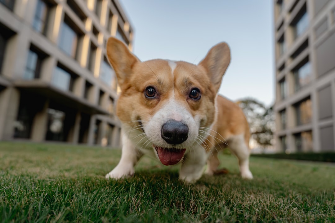 Corgi Insurance Startup Reaches .3B Valuation