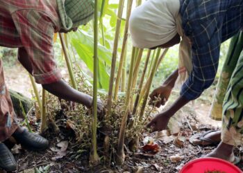 Shadow Economies as Engines of Local Development: A Structural Re‑evaluation