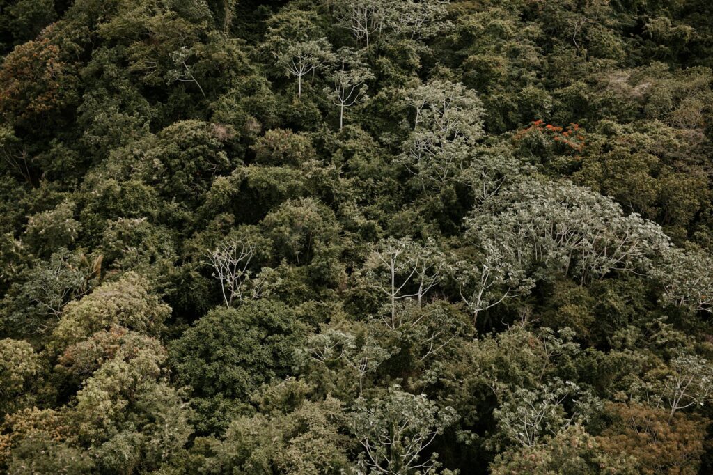 Valuing the Unseen: How New Metrics Are Redefining Wildlife Conservation Capital
