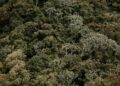 Valuing the Unseen: How New Metrics Are Redefining Wildlife Conservation Capital