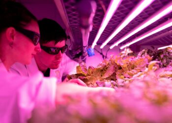 Vertical Farms as Urban Sanctuaries: Systemic Pathways to Mental‑Health Capital