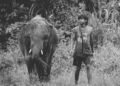 Wildlife Conservators as Cultural Architects: How Human‑Wildlife Coexistence Is Redefining Global Narrative and Career Capital