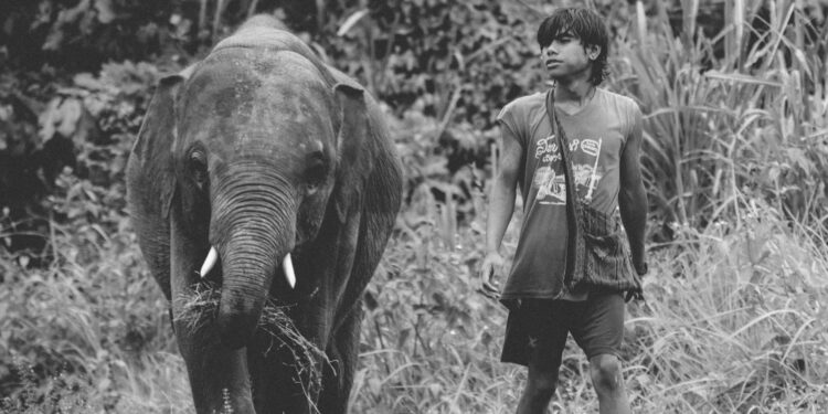 Wildlife Conservators as Cultural Architects: How Human‑Wildlife Coexistence Is Redefining Global Narrative and Career Capital