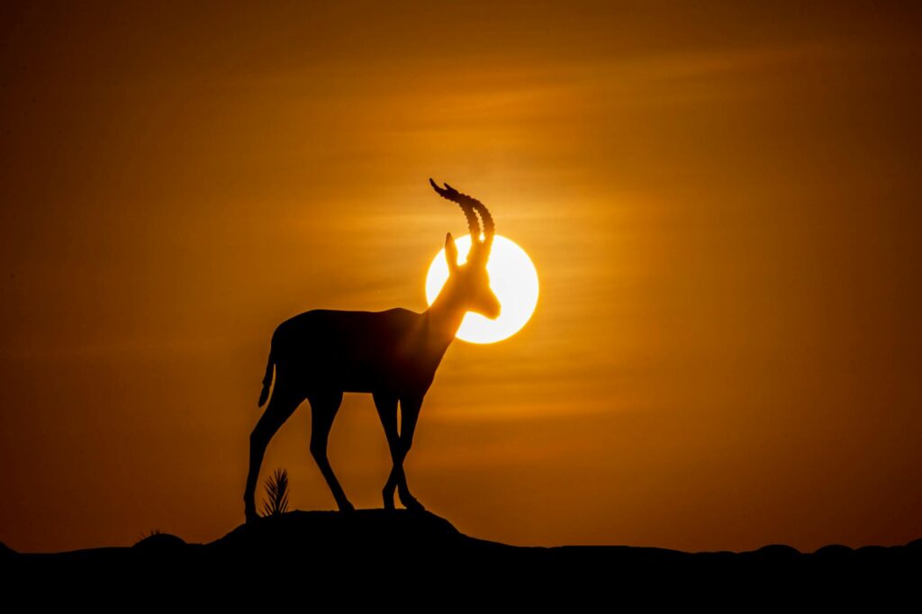 Wildlife Conservators as Cultural Architects: How Human‑Wildlife Coexistence Is Redefining Global Narrative and Career Capital