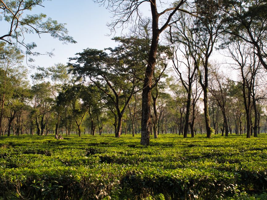 Assam includes tea landholding in farmers’ registry portal
