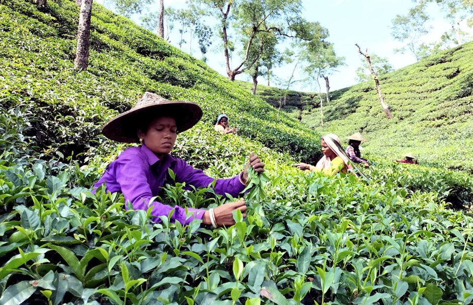 Assam includes tea landholding in farmers’ registry portal