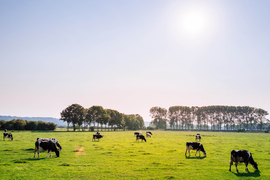 Farmers Embrace AI: Milking Robots and Weed Lasers