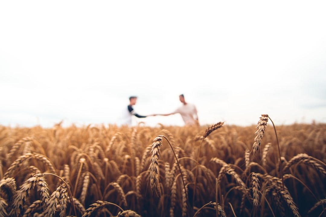 Farmers Embrace AI: Milking Robots and Weed Lasers