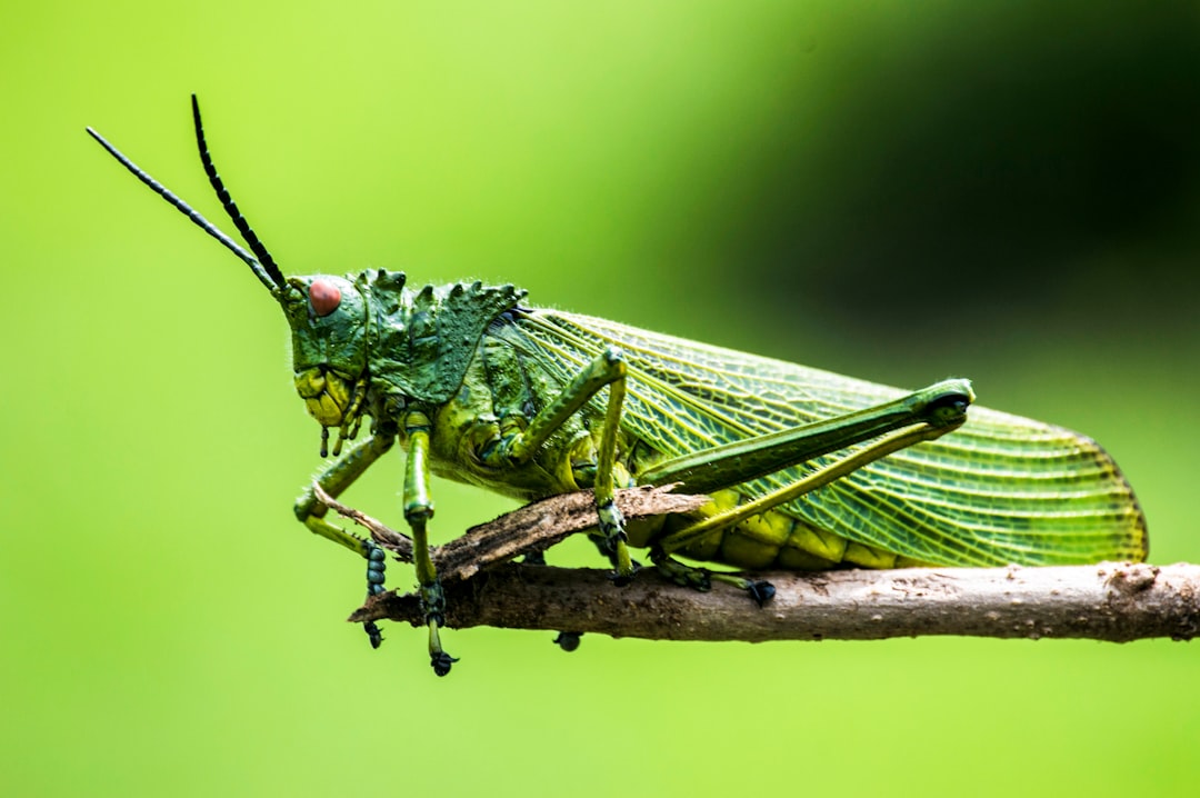 Farmers in England Use Prediction Tool to Reduce Pesticide Use