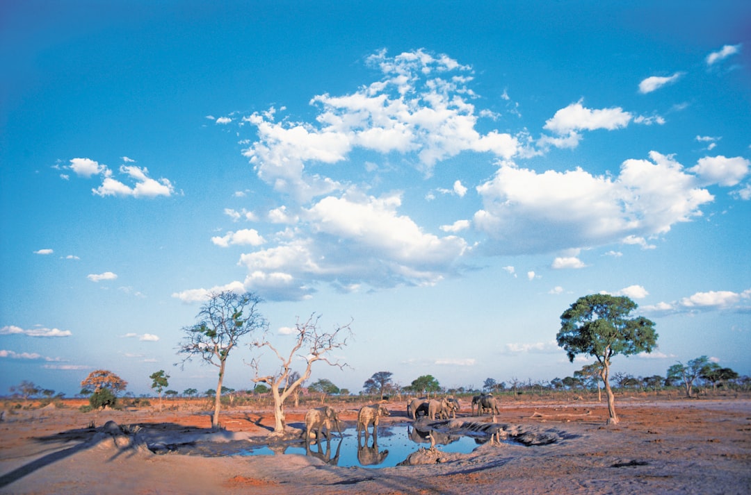 Botswana Solar Plant Fuels Renewable Energy Careers
