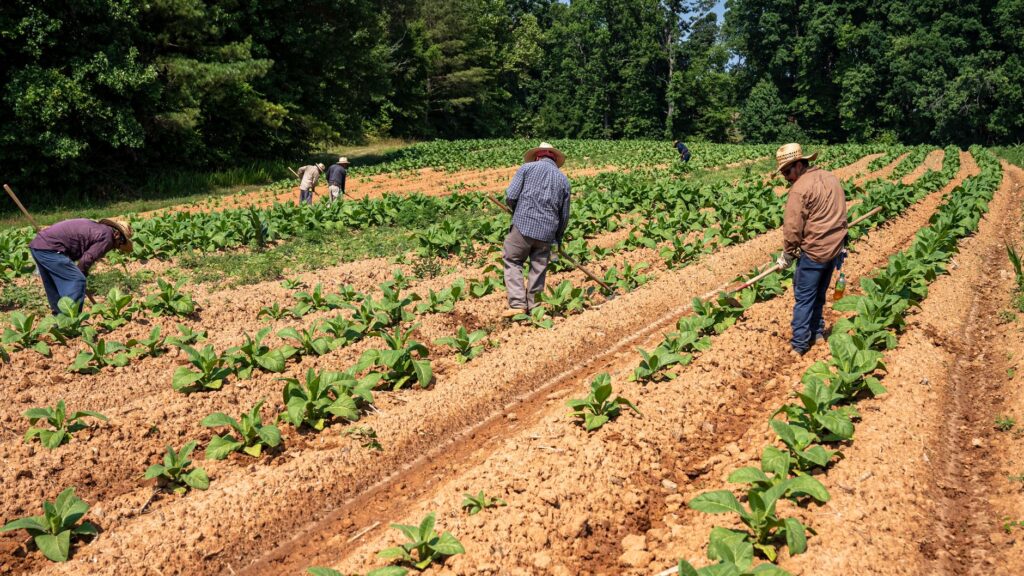 Brexit-Induced Labor Shortage Pressures UK Agricultural Education Programs