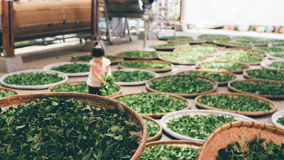 Assam includes tea landholding in farmers’ registry portal