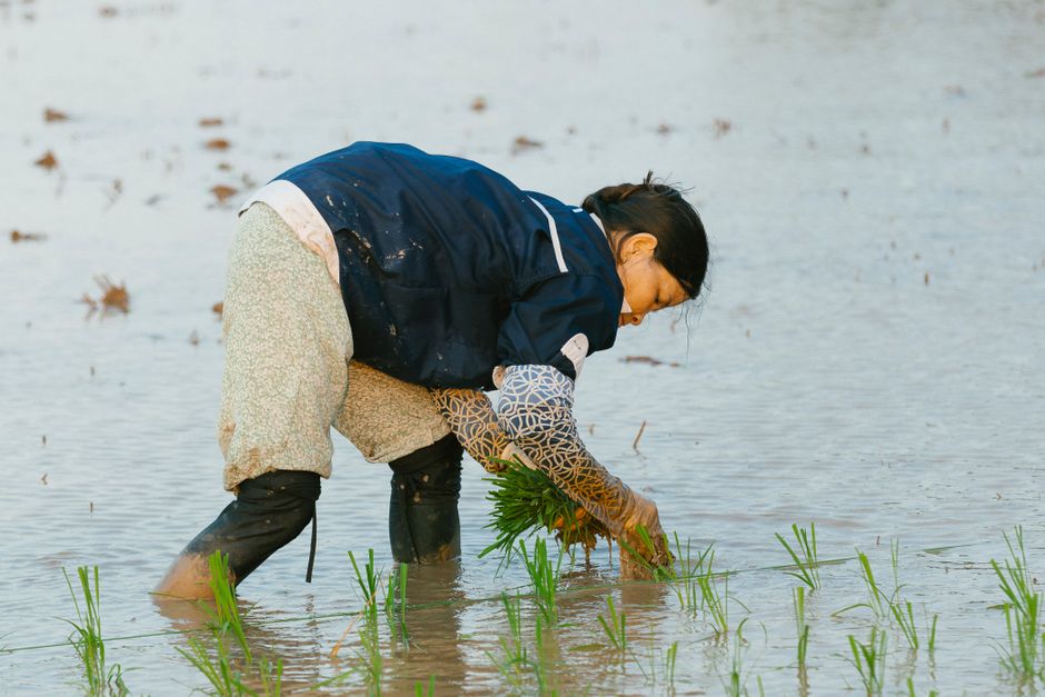 Sustainable rice platform Rize raises $31 million in Series