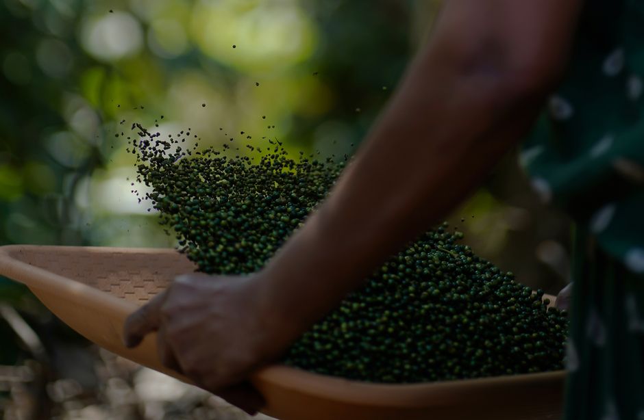 NCDEX Black Pepper Futures Relaunch Opens New Trading Opportunities