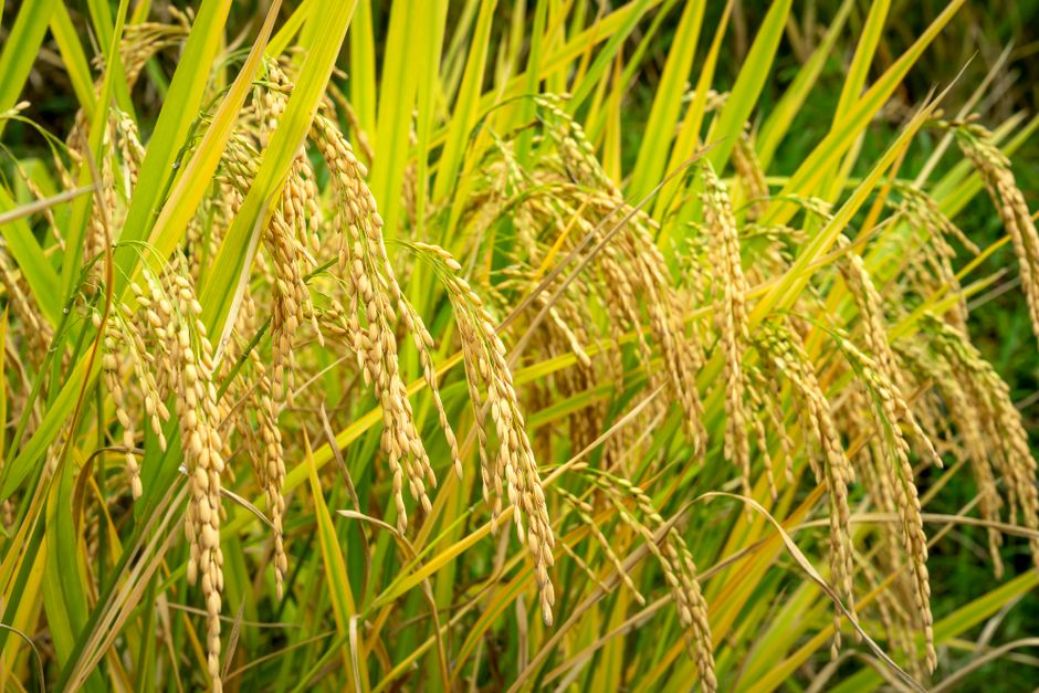 Chhattisgarh Promotes DSR Method for Paddy Cultivation