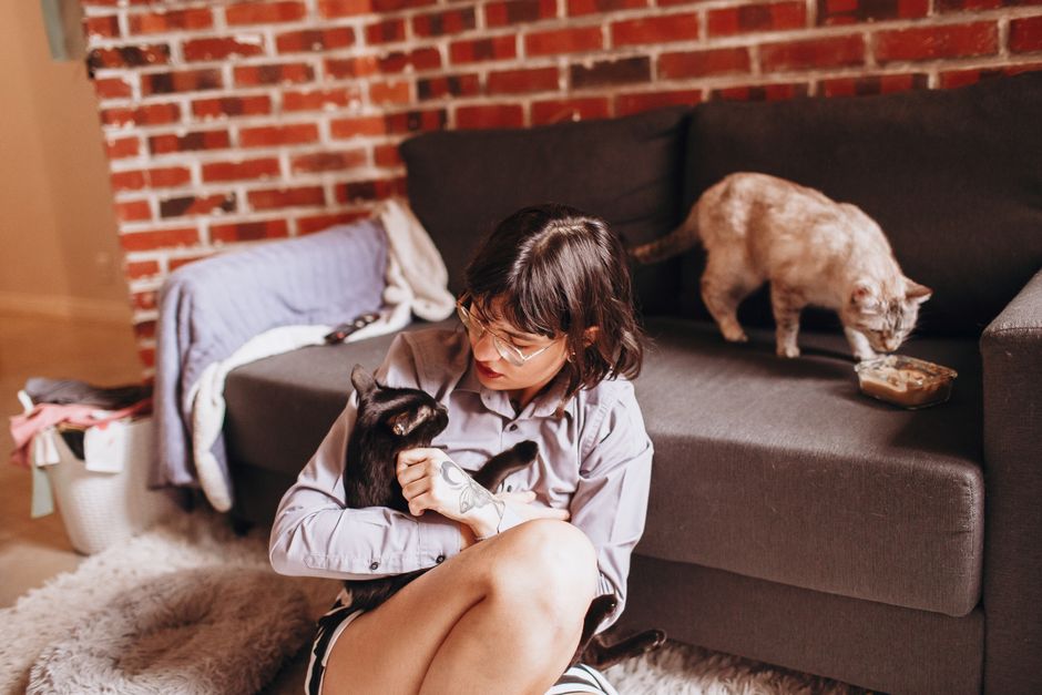 Rental searches for pet friendly properties drop after law change