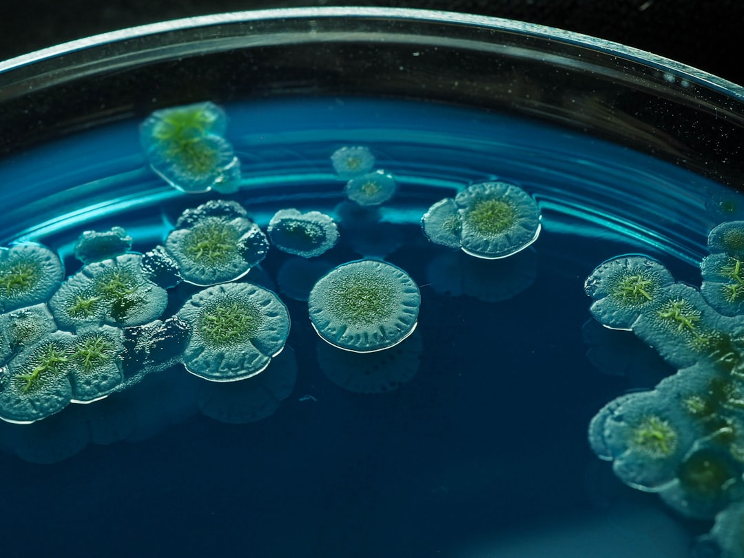 F.D.A. Investigates Cyclospora Outbreak Linked to Mexican Farms