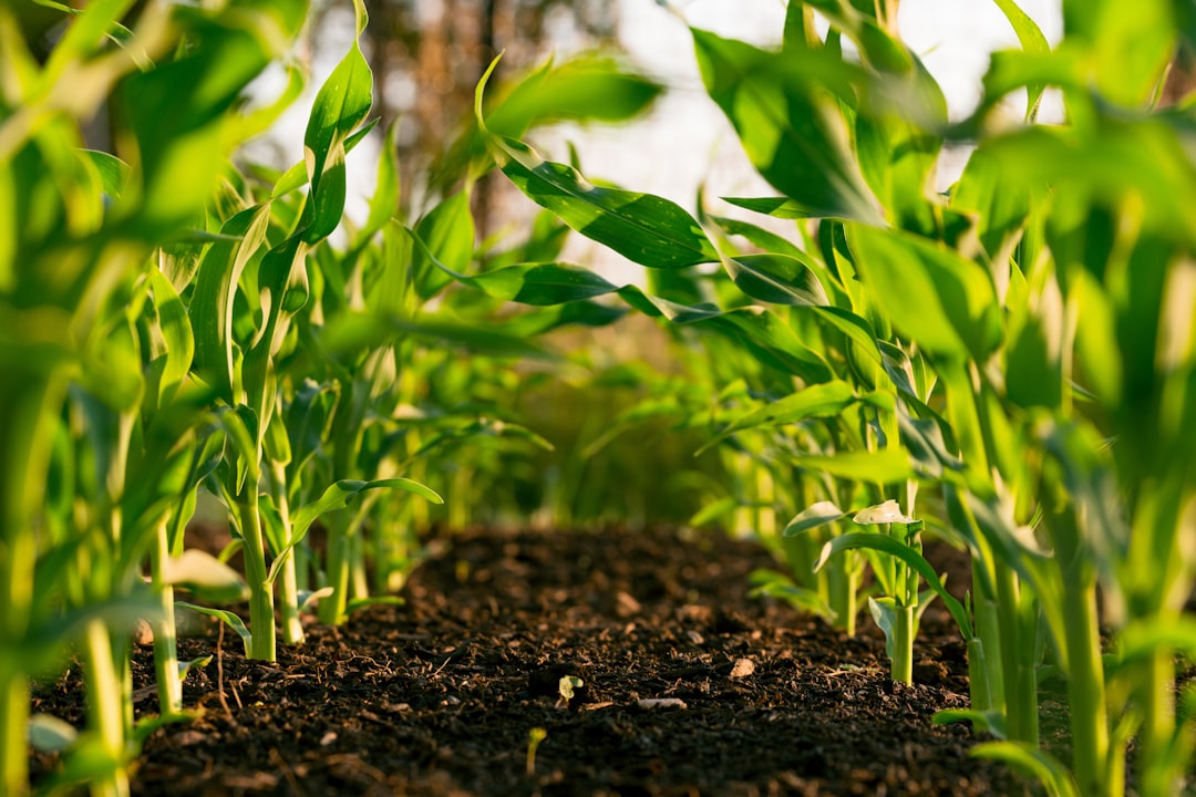 Pioneer of Genetically Modified Plants Passes Away