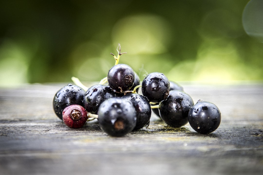 Ribena Invests in Hardier Blackcurrants to Combat Climate Challenges