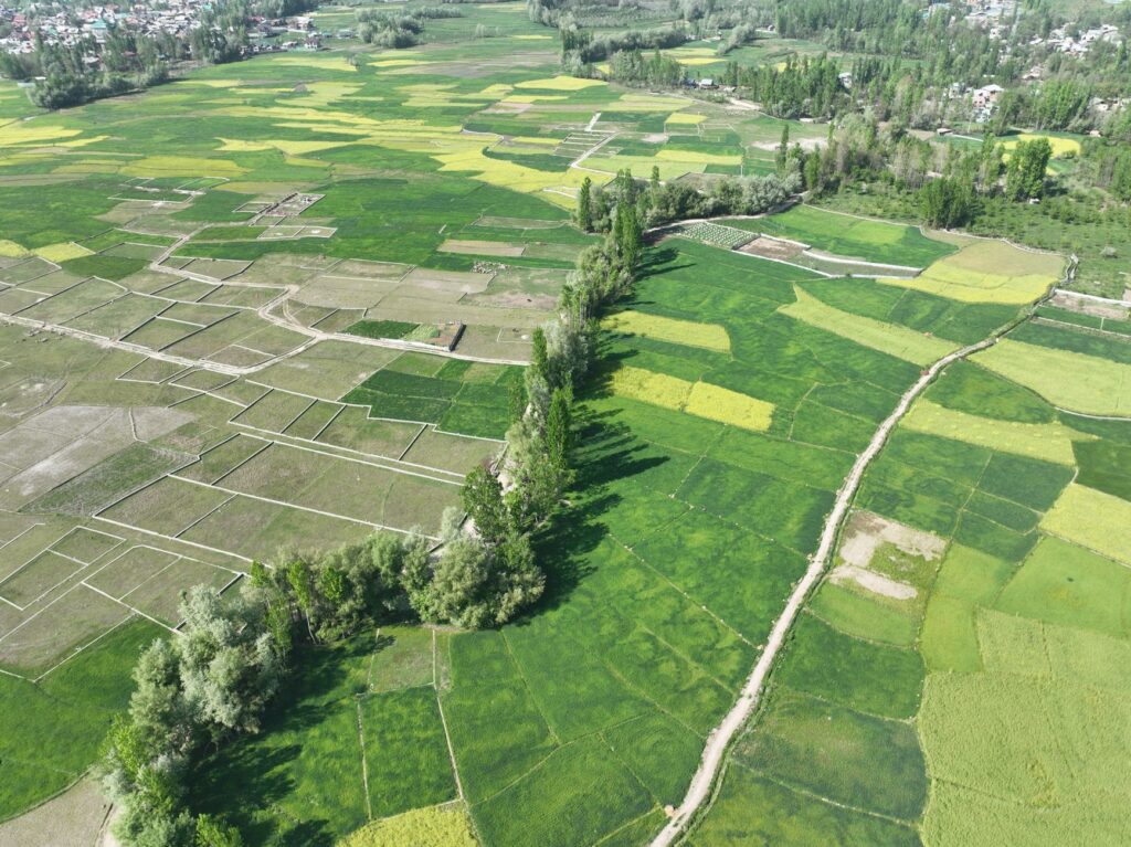 Cross‑border knowledge networks revive rural innovation