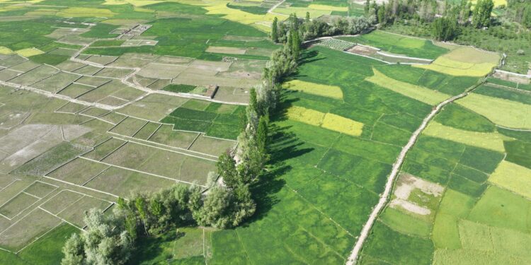 Cross‑border knowledge networks revive rural innovation