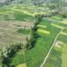 Cross‑border knowledge networks revive rural innovation