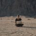 Digital nomads reshape work‑life balance and career success