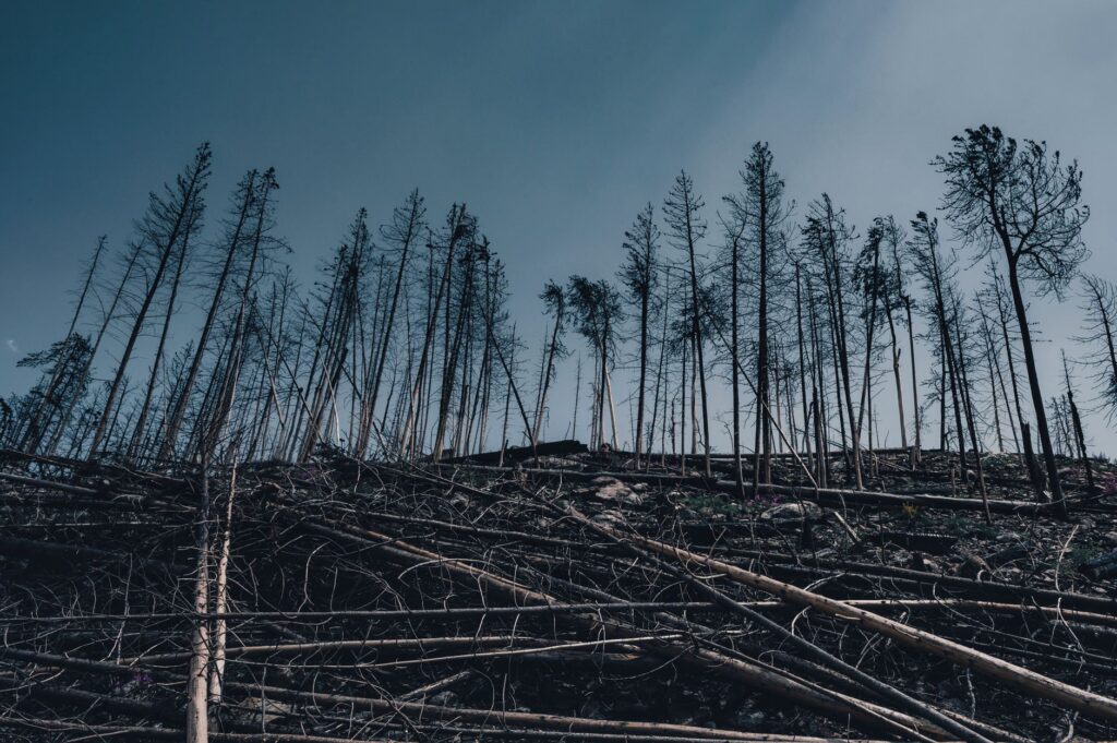 Government incentives reshape climate adaptation through ecosystem restoration