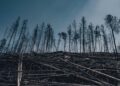 Government incentives reshape climate adaptation through ecosystem restoration