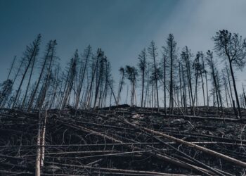 Government incentives reshape climate adaptation through ecosystem restoration