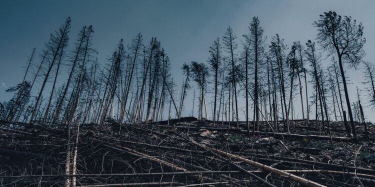 Government incentives reshape climate adaptation through ecosystem restoration