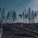 Government incentives reshape climate adaptation through ecosystem restoration