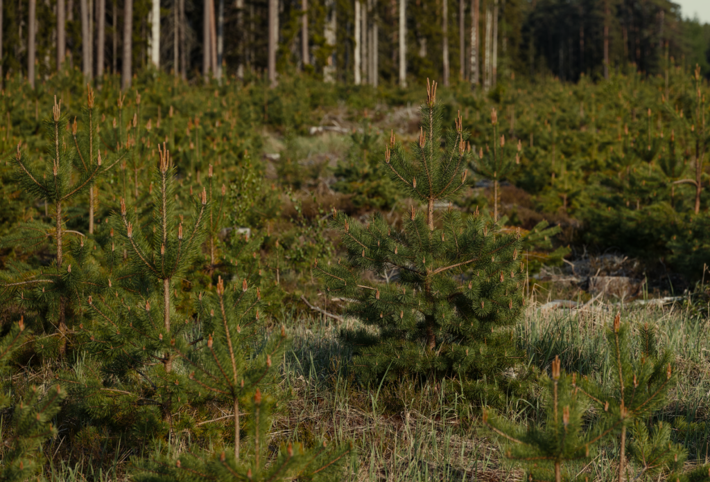 Government incentives reshape climate adaptation through ecosystem restoration