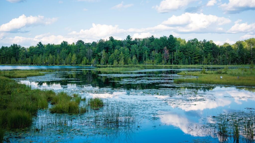 Government incentives reshape climate adaptation through ecosystem restoration