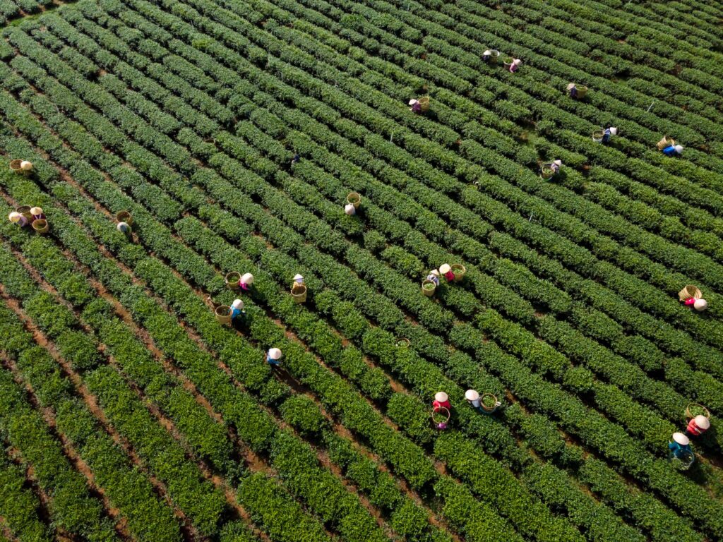 Industry 4.0 reshapes rural labor markets