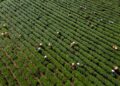 Industry 4.0 reshapes rural labor markets