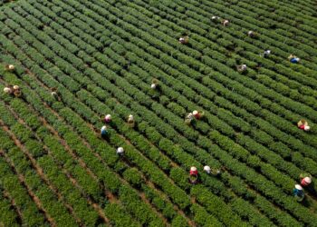 Industry 4.0 reshapes rural labor markets