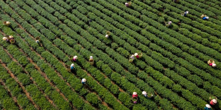 Industry 4.0 reshapes rural labor markets