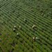 Industry 4.0 reshapes rural labor markets